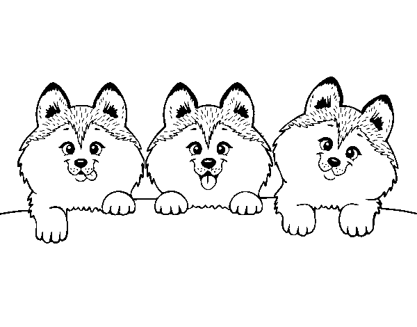 Dibuix de 3 gossets per Pintar on-line