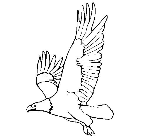 Dibuix de Àguila volant  per Pintar on-line