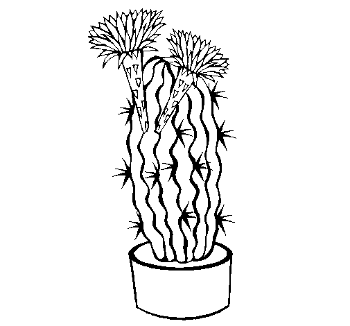 Dibuix de Cactus amb flors per Pintar on-line