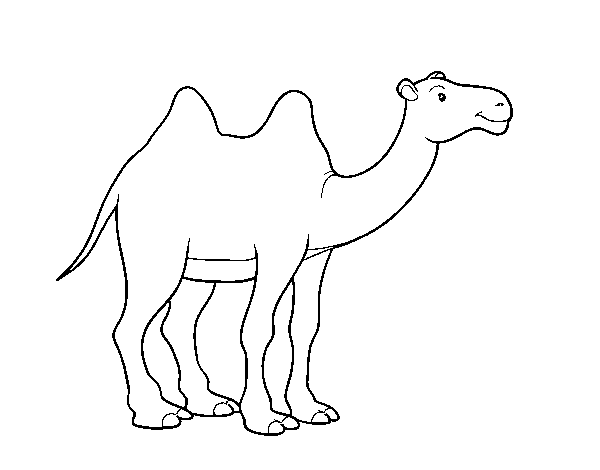 Dibuix de Camell africà per Pintar on-line