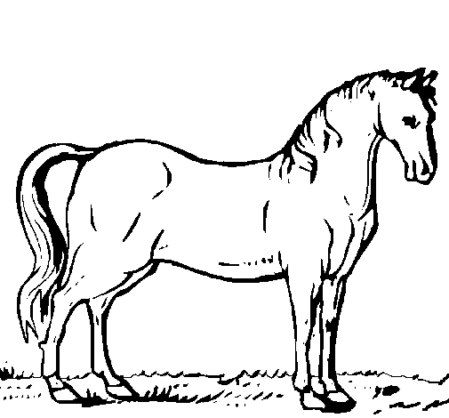 Dibuix de Cavall andalús  per Pintar on-line