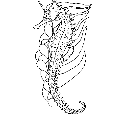 Dibuix de Cavall de mar oriental per Pintar on-line