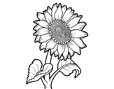 Dibuix de Flor de gira-sol per pintar