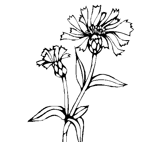 Dibuix de Flors de camp per Pintar on-line