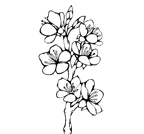 Dibuix de Flors de camp per Pintar on-line