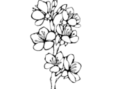 Dibujo de Flors de camp