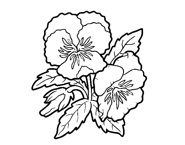 Dibuix de Flors de pensament per Pintar on-line