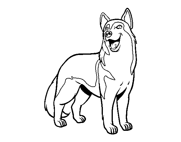 Dibuix de Gos llop per Pintar on-line