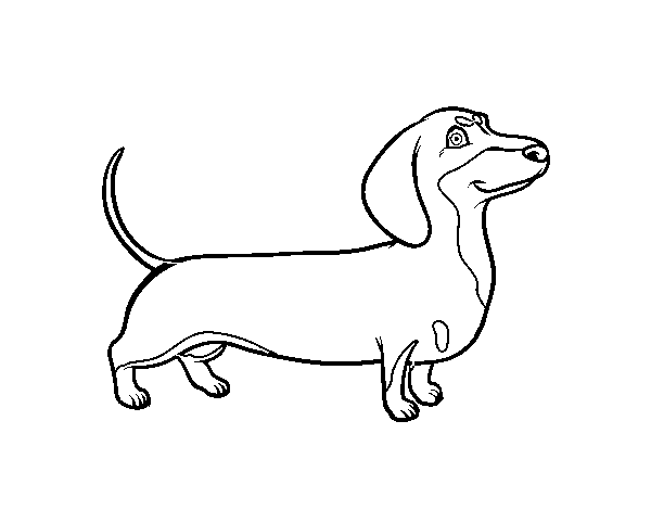 Dibuix de Gos salsitxa per Pintar on-line