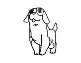 Dibuix de Gos Santbernat jove per pintar