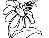 Dibuix de Margarida amb abella per pintar