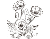 Dibuix de Roselles silvestres per pintar