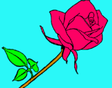 Dibuix Rosa pintat per Elisenda R M
