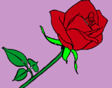 Dibuix Rosa pintat per andrea pilar 