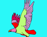 Dibuix Àguila volant  pintat per ingrid perez