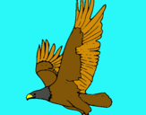 Dibuix Àguila volant  pintat per izan