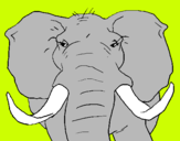 Dibuix Elefant africà pintat per NIL