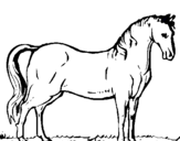 Dibuix Cavall andalús  pintat per laia