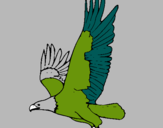 Dibuix Àguila volant  pintat per DAVIDE