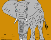 Dibuix Elefant pintat per ADRIÀ