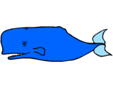 Dibuix Balena blava pintat per lluc