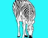 Dibuix Zebra pintat per Ismael