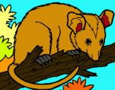 Dibuix Esquirol possum pintat per clara  moreu 