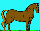 Dibuix Cavall andalús  pintat per ALEX ROVIRA