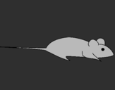 Dibuix Rata pintat per laura