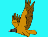 Dibuix Àguila volant  pintat per TEO