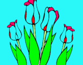 Dibuix Tulipes pintat per ANA CERDA´
