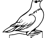 Dibuix Pitroig  pintat per ocell