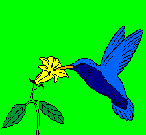Colibrí i una flor 