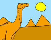 Dibuix Camell pintat per ibrahim