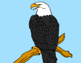 Dibuix Àguila en una branca  pintat per  ROGER