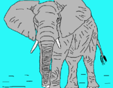 Dibuix Elefant pintat per nerea