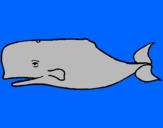 Dibuix Balena blava pintat per rami wapu