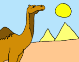 Dibuix Camell pintat per ciro