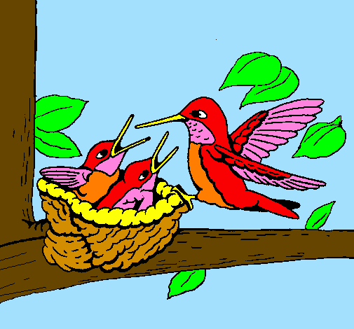 Família colibrí 