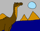 Dibuix Camell pintat per carlota g