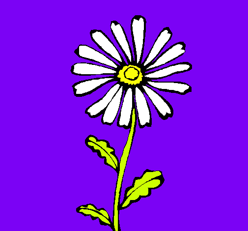Flor de Camp