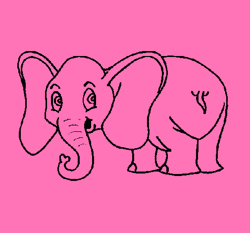 Elefant petit