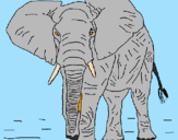 Dibuix Elefant pintat per  mGArt26whetee3erarina