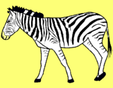 Dibuix Zebra pintat per Tania
