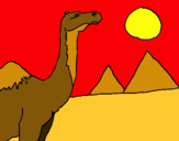 Dibuix Camell pintat per EMI papa
