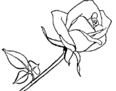 Dibuix Rosa pintat per anna