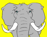 Dibuix Elefant africà pintat per unai