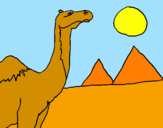 Dibuix Camell pintat per sandey