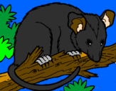 Dibuix Esquirol possum pintat per charo