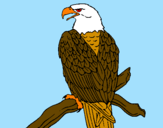 Dibuix Àguila en una branca  pintat per Mar